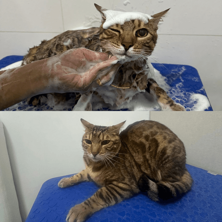 Cat Grooming Before After Review