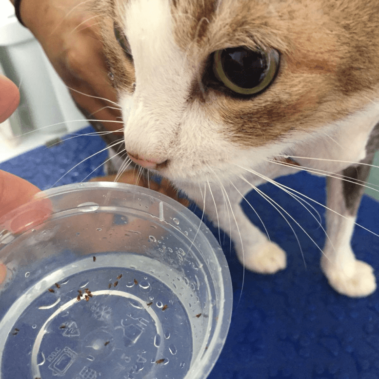 Cat Fleas Removal Treatment Grooming