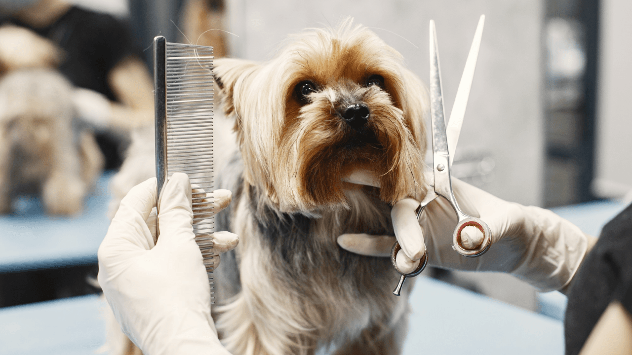 Scissors Comb Dog Grooming Landing