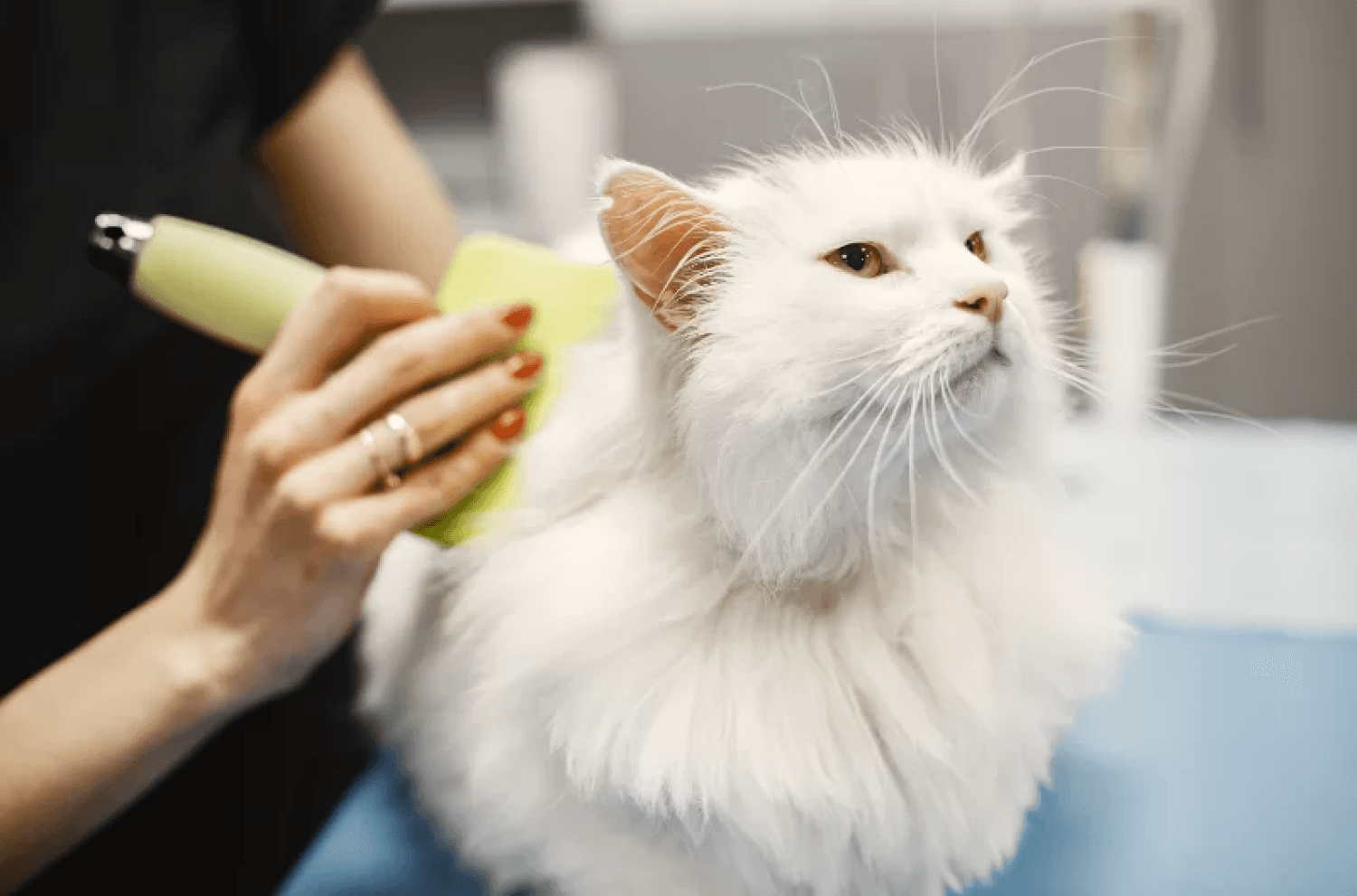 Brush Cat Grooming On Table