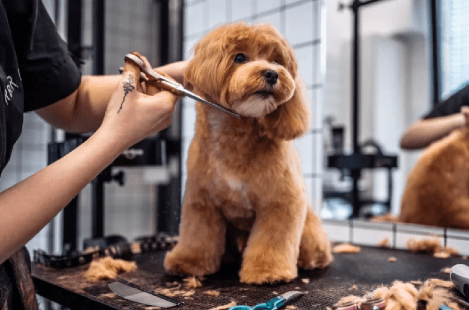 Professional Dog Grooming On Table