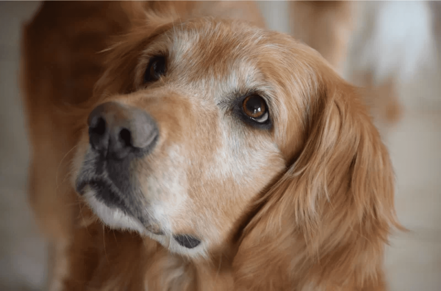 Golden Retriever Dog Looking Up