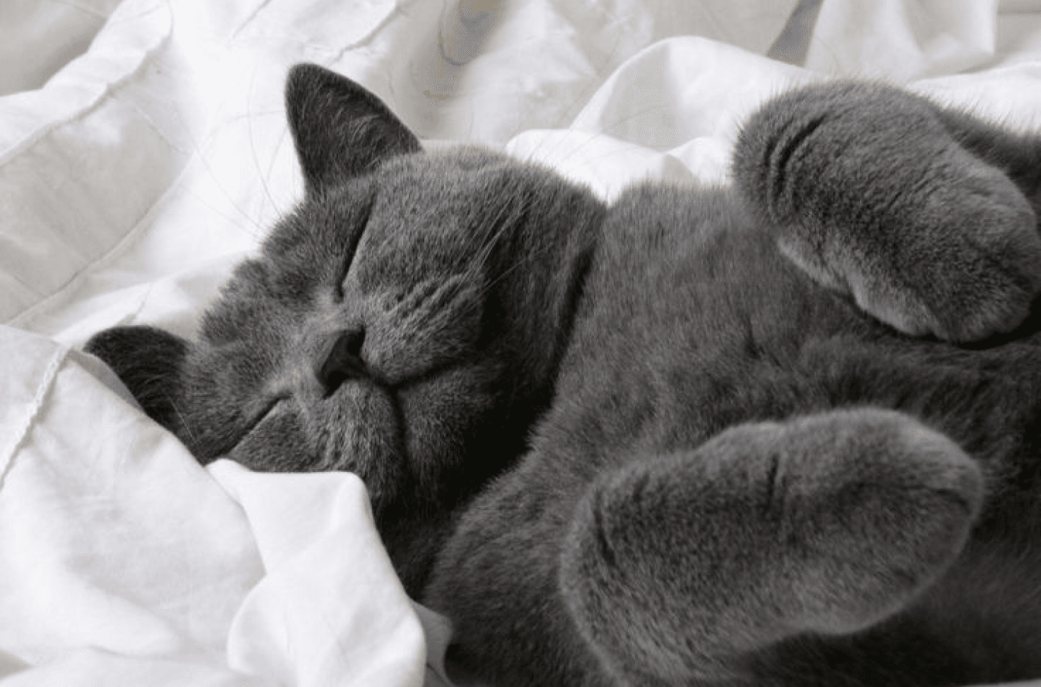 British Shorthair Cat Sleeping Comfortably