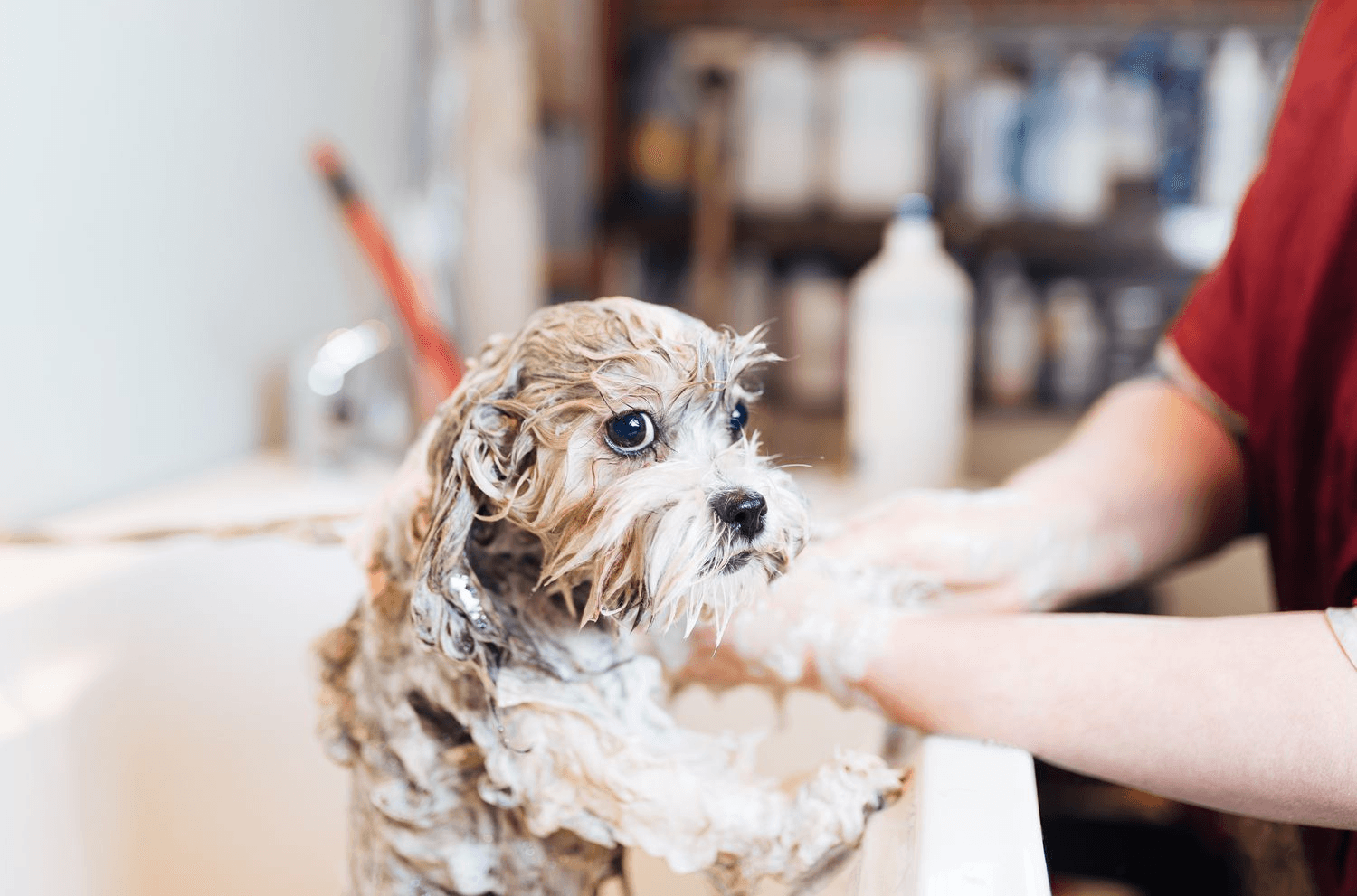 Home Dog Grooming Bath