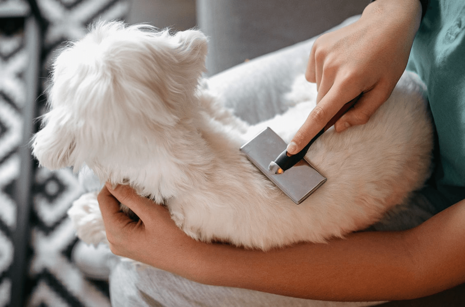 Brush Dog Grooming On Lap