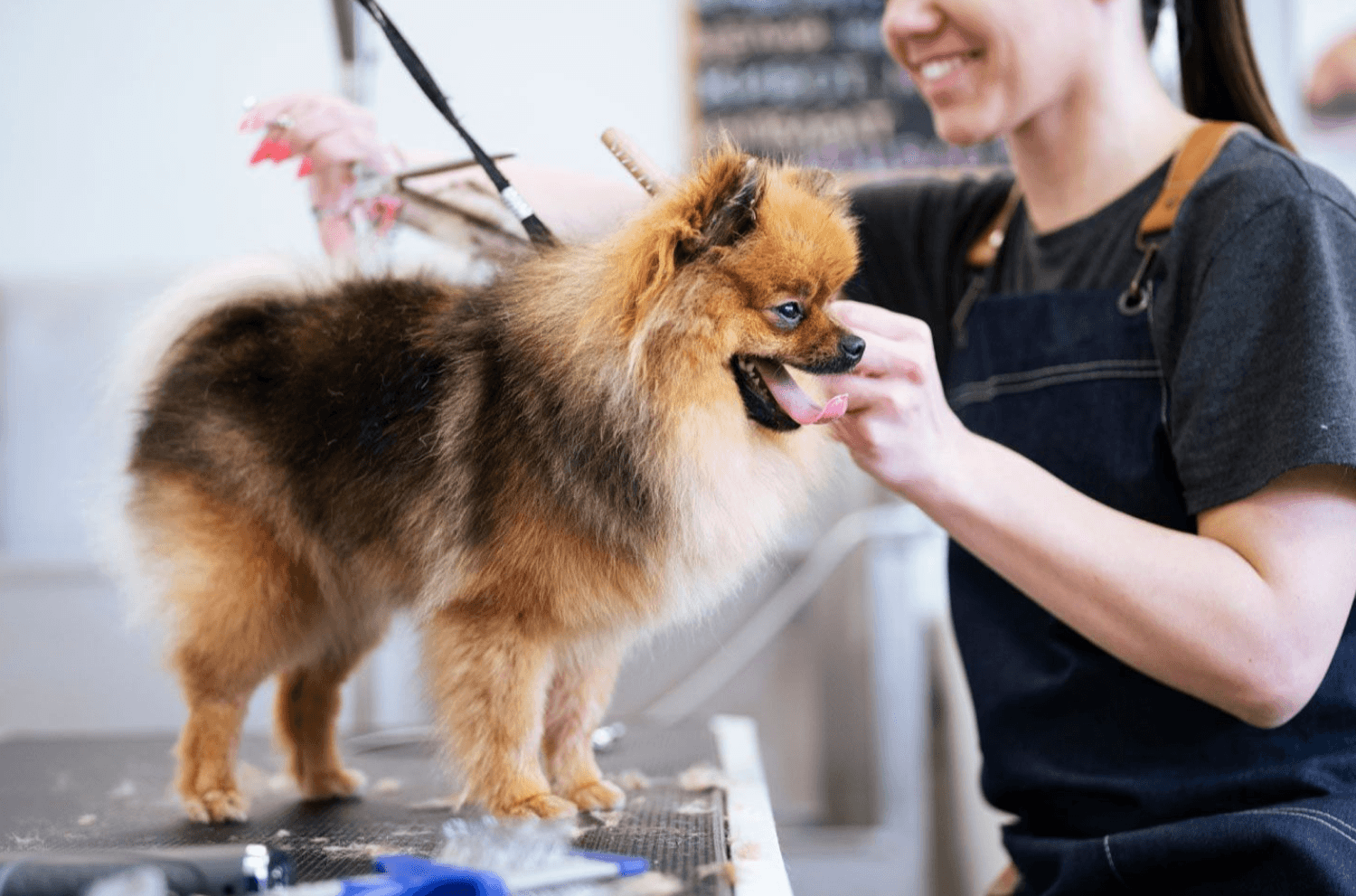 Pomeranian Dog Grooming On Table