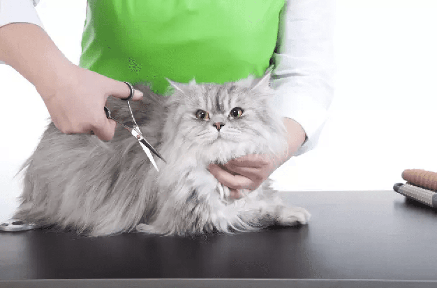 Cat Grooming On Table