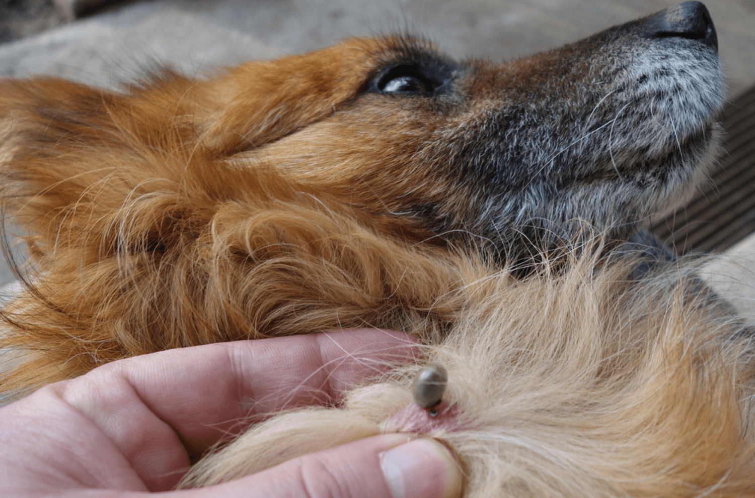 Dog Tick On Skin