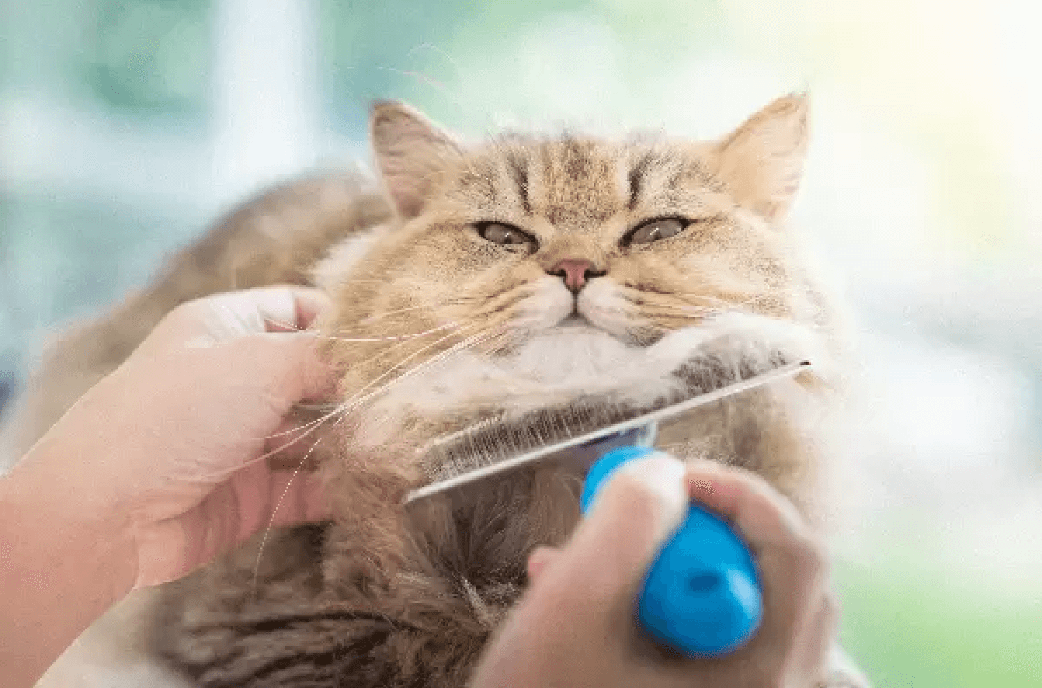 Cat Grooming Brush