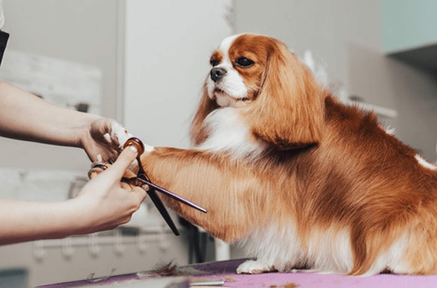 Dog Grooming Scissors Cut