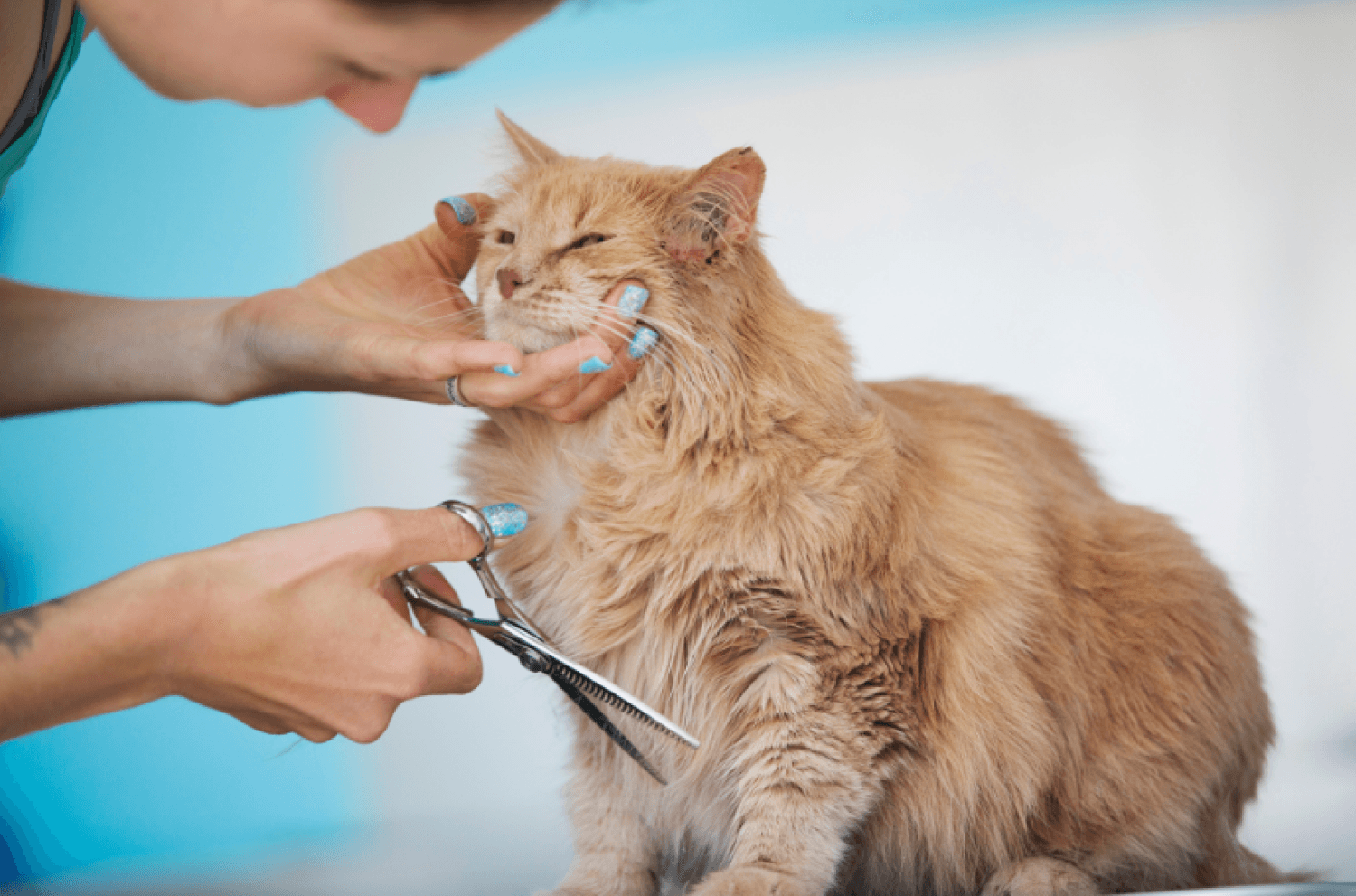 Cat Grooming Scissors Cut