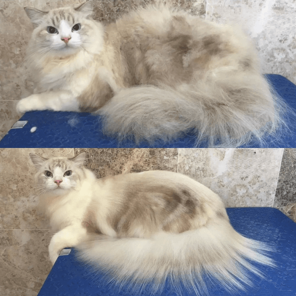 White Ragdoll Cat Grooming Before After