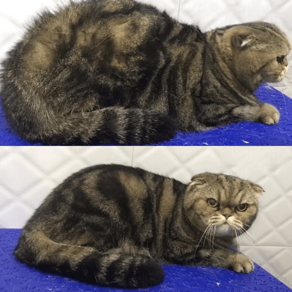 Scottish Fold Cat Grooming Before After