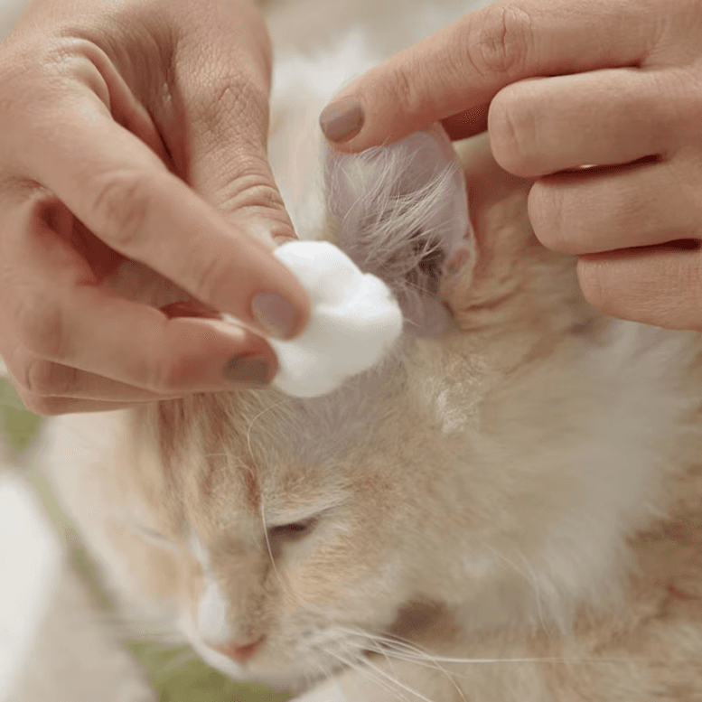 Cat Grooming Clean Ear Cotton