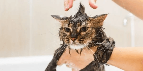 Cat Grooming Bath Mohawk