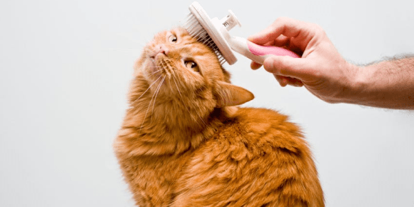 Brush Head Cat Grooming