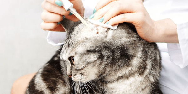 Cat Grooming Ear Cleaning Solution