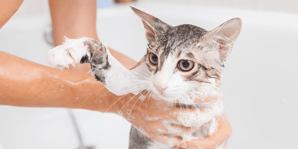 Cat Bath And Blow