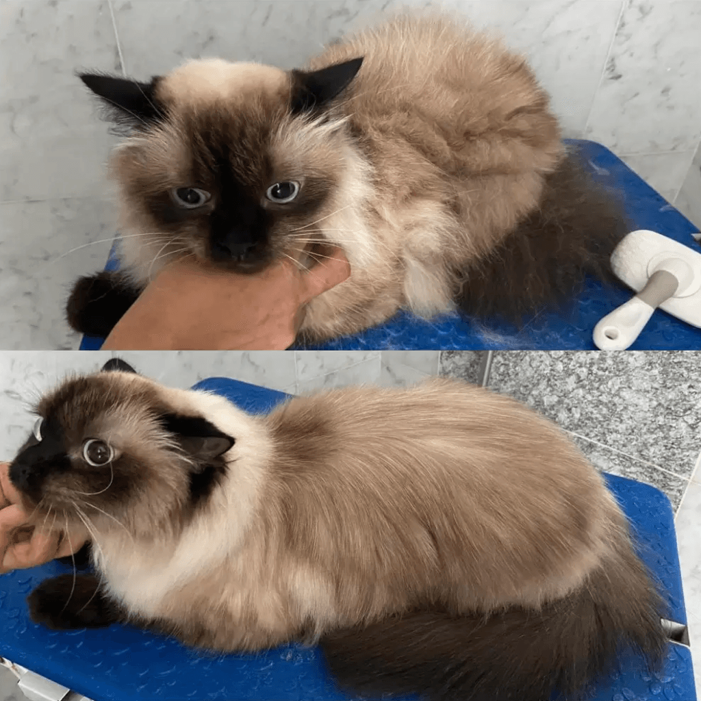 Ragdoll Cat Grooming Before After