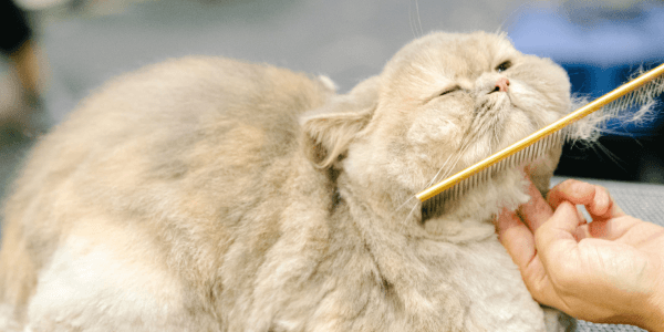 Cat Grooming Comb Chin Brush