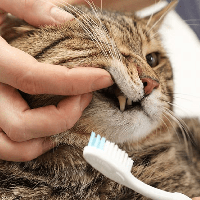 Cat Brush Teeth