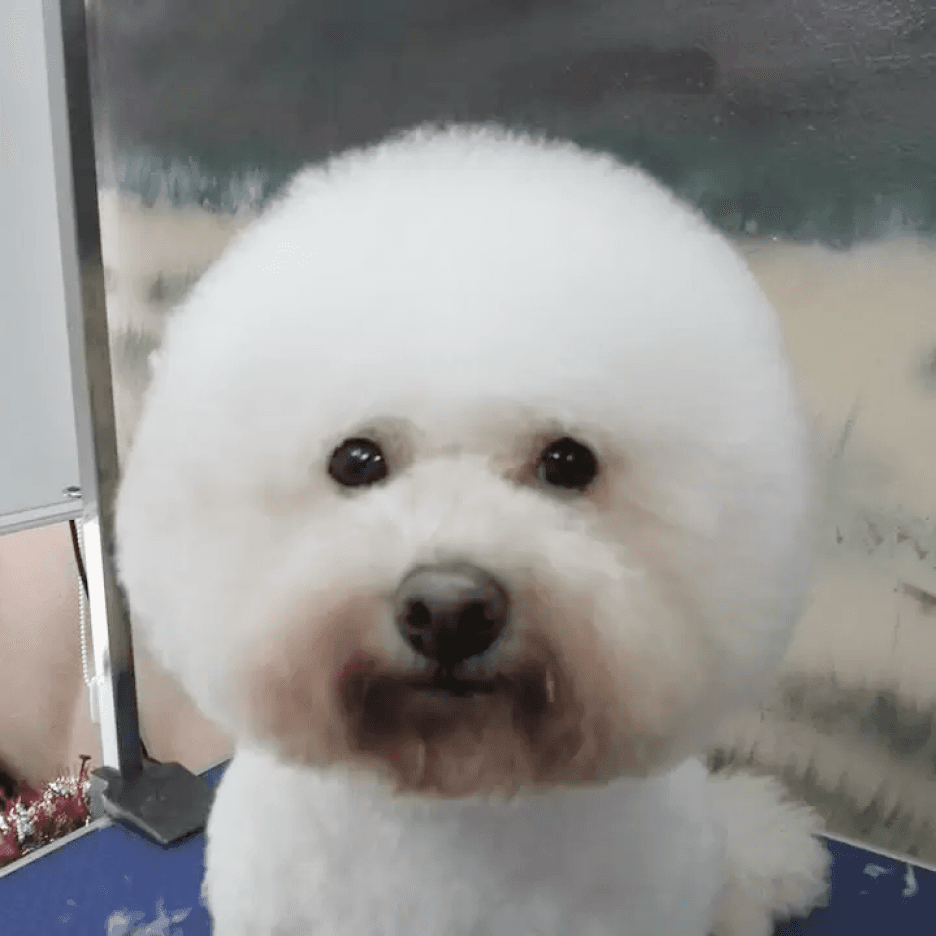 Poodle Dog Grooming Styling After