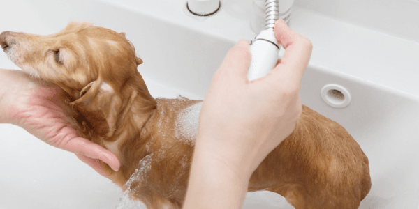 Dog Grooming Bath Water Rinse