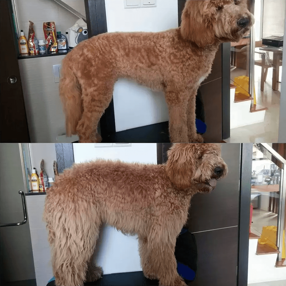 Poodle Dog Grooming Before After