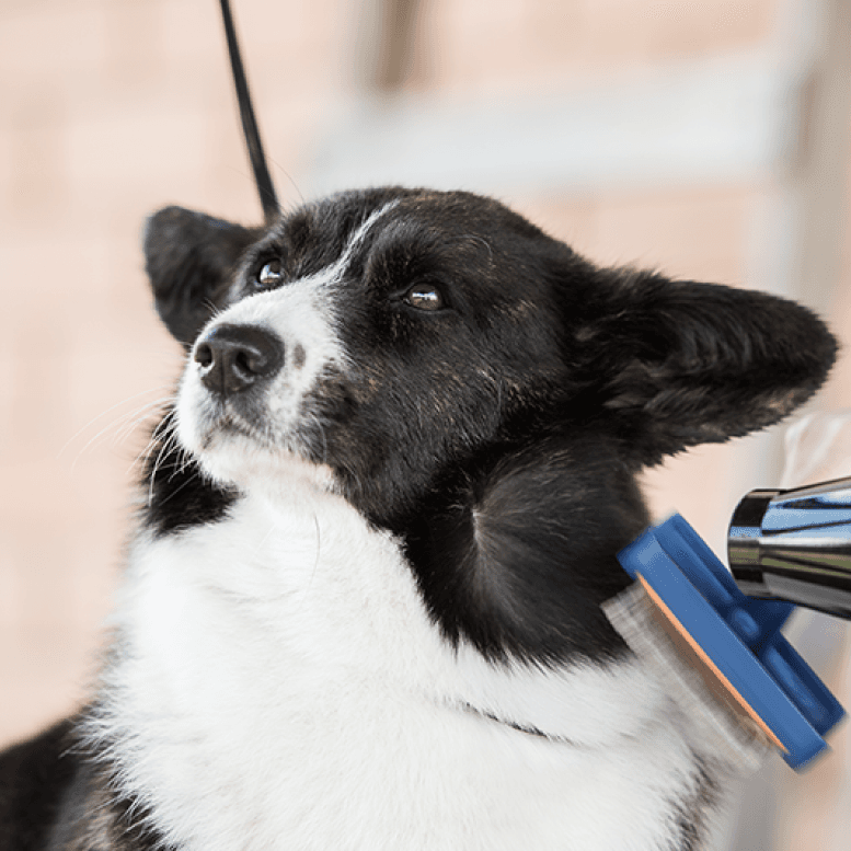 Dog Grooming Brush Looking Up