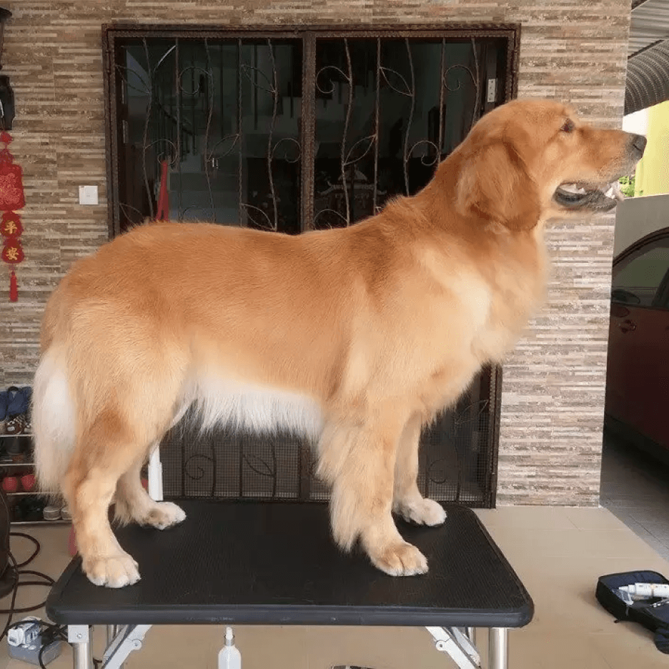 Golden Retriever Dog Grooming After