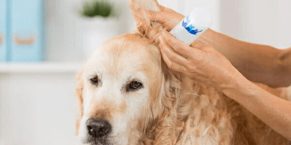 Dog Ear Cleaning