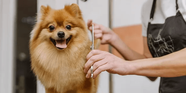 Pomeranian Dog Grooming Scissors