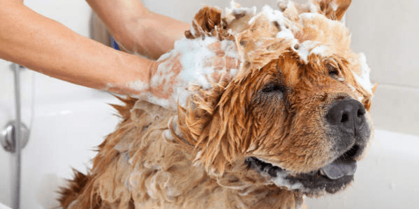 Dog Bath And Blow