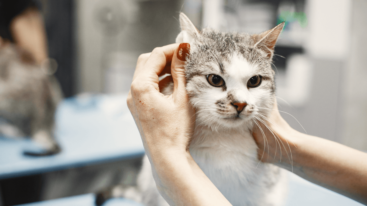 Touch Cat Grooming Landing