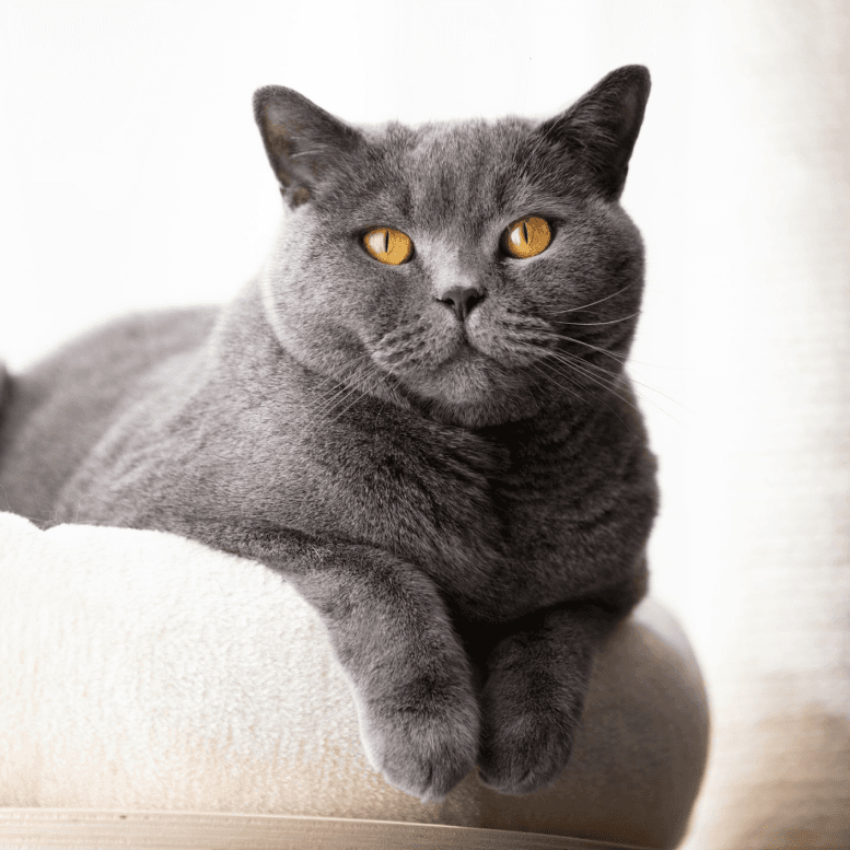 British Shorthair Staring