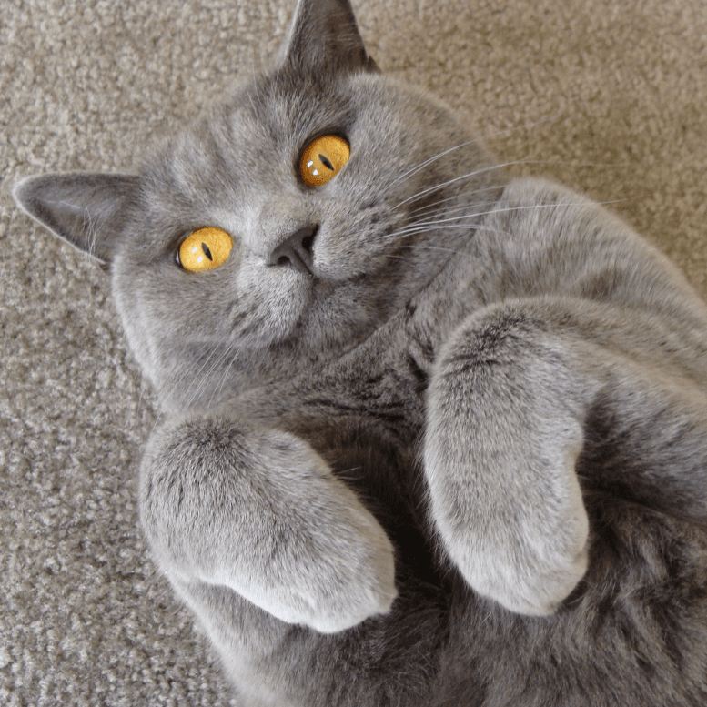 British Shorthair Face Up