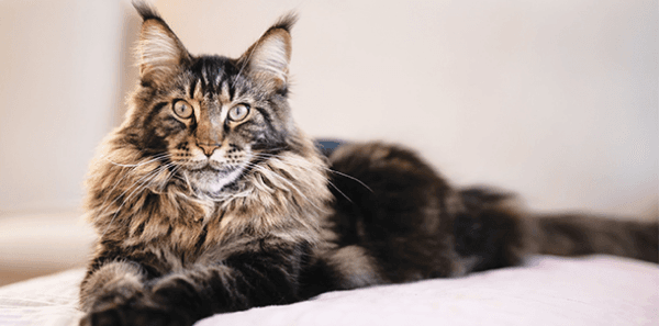 Maine Coon Lying