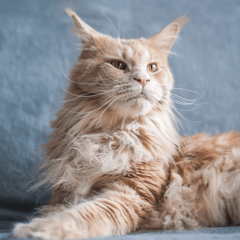 Maine Coon Posing