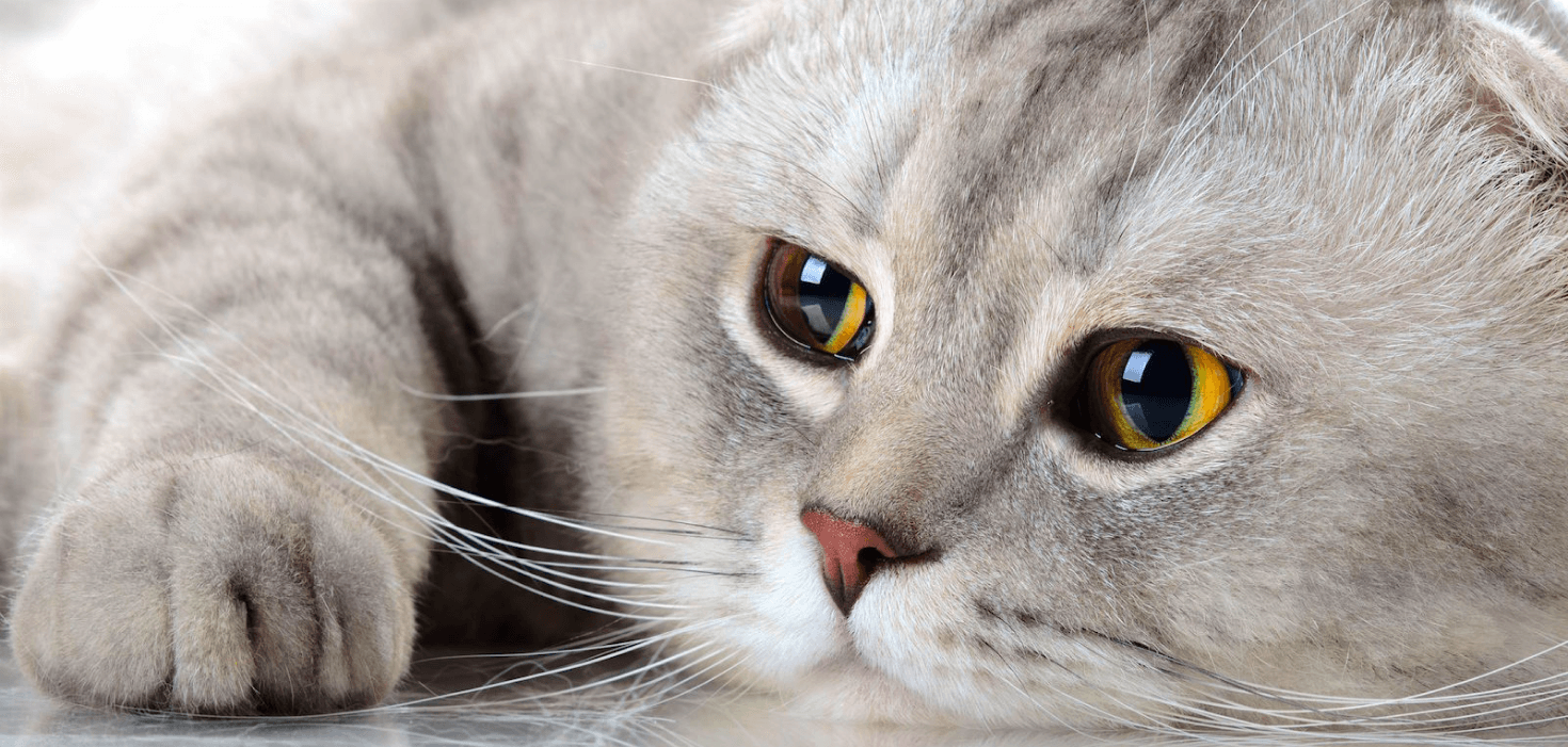 Scottish Fold Close Up